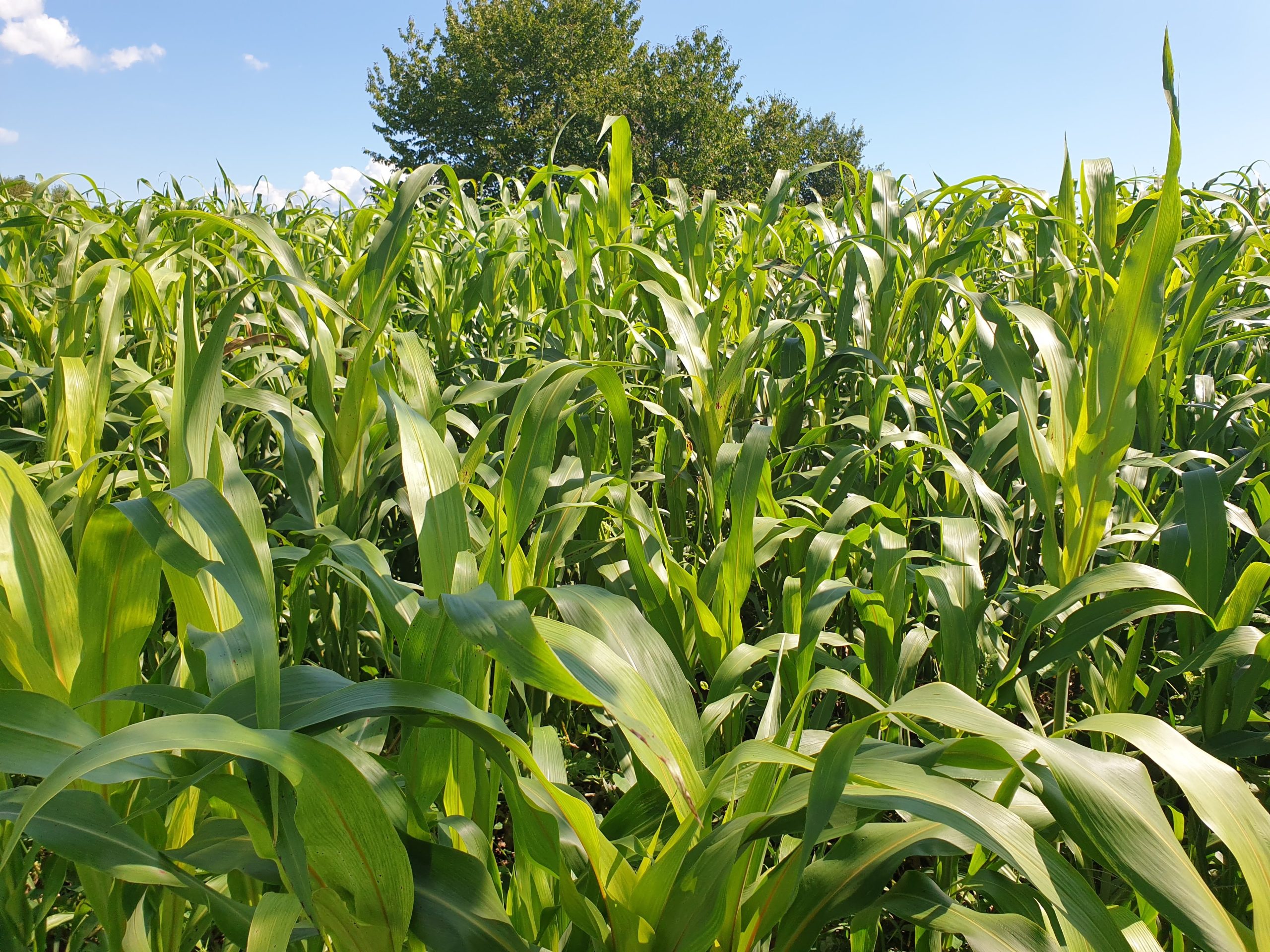 Cos'è il sorgo?